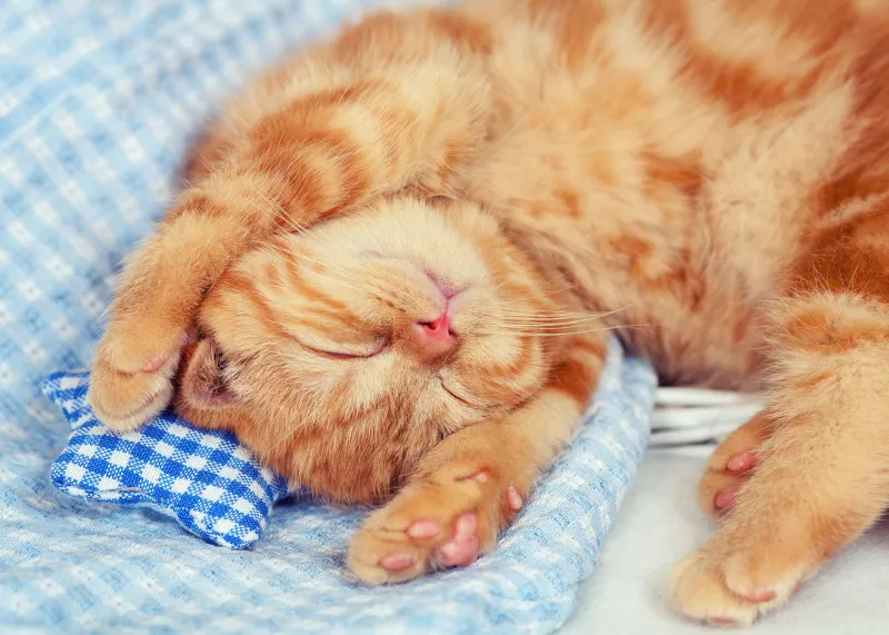 Cute sleeping cat, 4K wallpaper