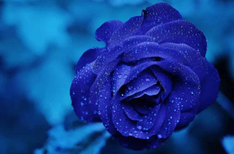 Blue rose with water drops, Macro, Blue aesthetic, 4K wallpaper