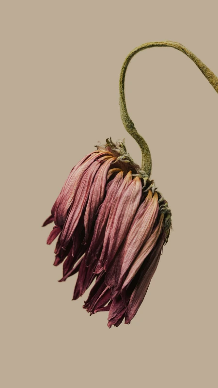 HyperOS Wallpaper