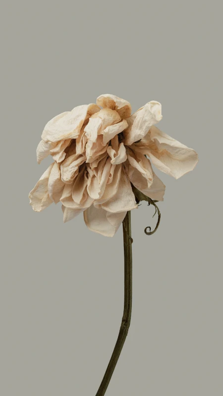 Xiaomi HyperOS Flower Wallpaper