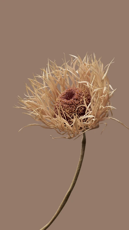 HyperOS Wallpaper, Flower