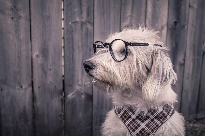 Dog, Funny, Glasses, Wooden background, Cute, 5K