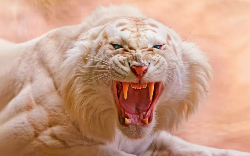 White tiger, Roaring, Blue eyes, Predator, Wild
