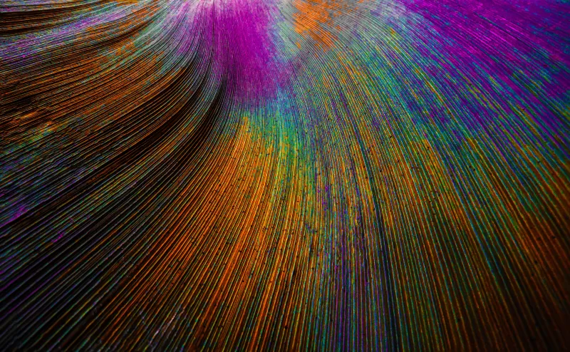 Peacock feather, Abstract background, Curved lines, Colorful, Particles