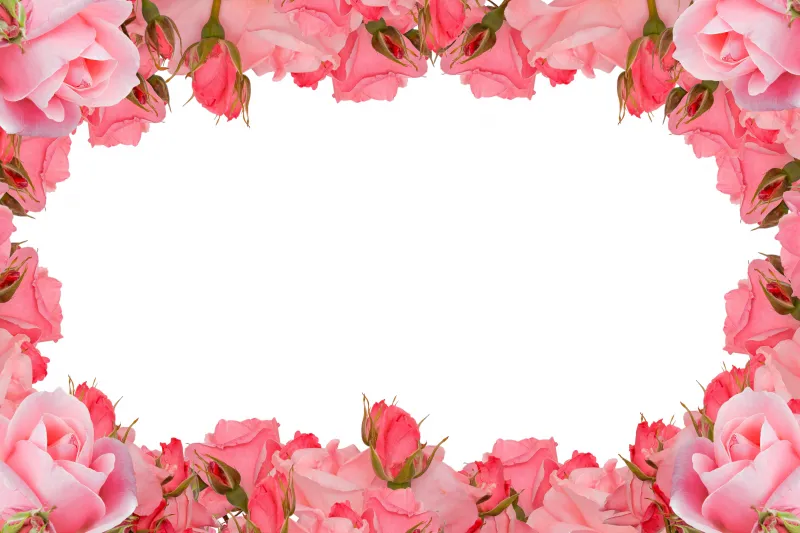 Pink Roses Frame Background, Bingkai wallpaper 5K