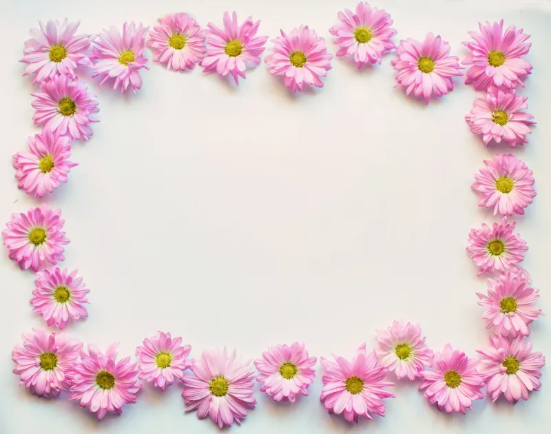 Pink daisies frame wallpaper, Bingkai