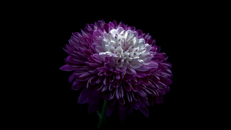 Purple chrysanthemum, Black background, AMOLED, 8K wallpaper