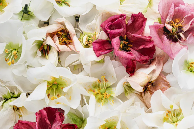 Lisianthus flowers wallpaper, White and pink petals, Floral