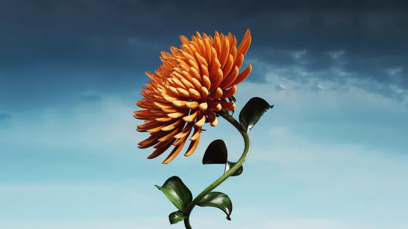 Orange 3D flower, Blue sky, Digital art, 5K wallpaper