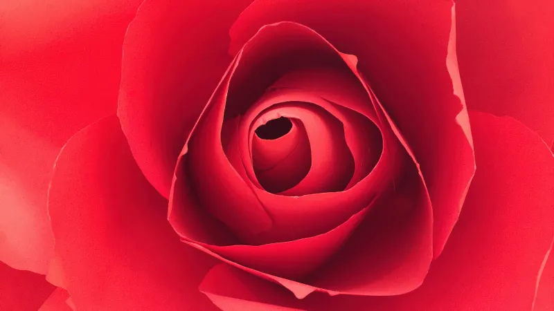 Red Rose flower