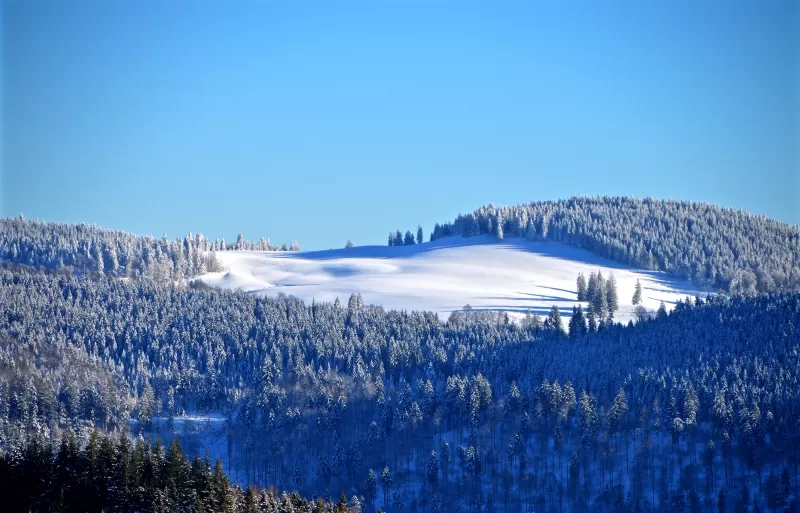 Winter forest, Snow, Trees, Hill, Sky view, Clear sky, Blue Sky