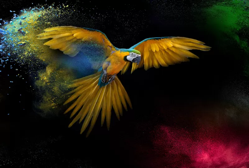 Flying Macaw, Wings, Feathers, Colorful, Splash, Black background, Yellow bird