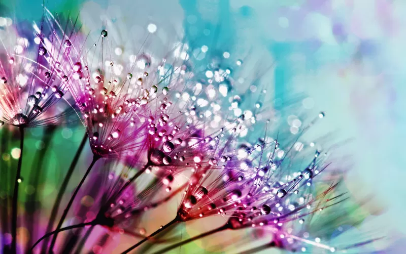 Dandelion flowers 4K, Multicolor, Colorful, Water drops, Aesthetic, 5K
