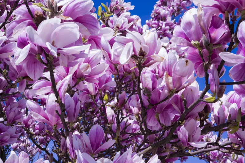 Magnolia flowers, Blossom, Pink, Nature, Beautiful, Spring, 5K