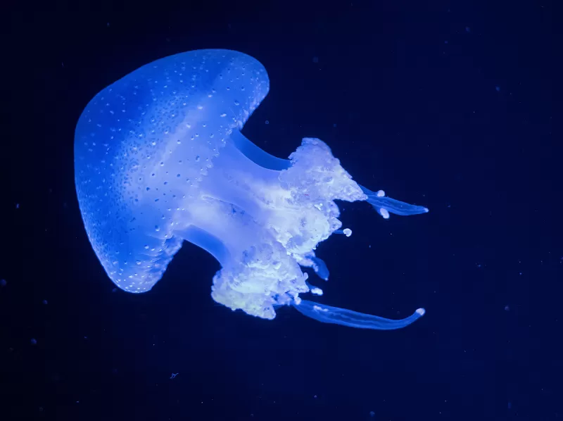 Jellyfish, Underwater, Blue background, Glowing, 5K