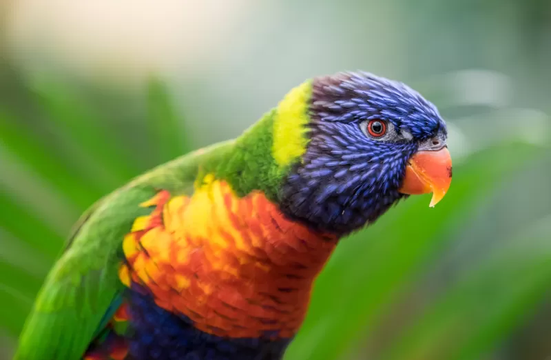 Rainbow lorikeet wallpaper, Colorful bird, Green bokeh