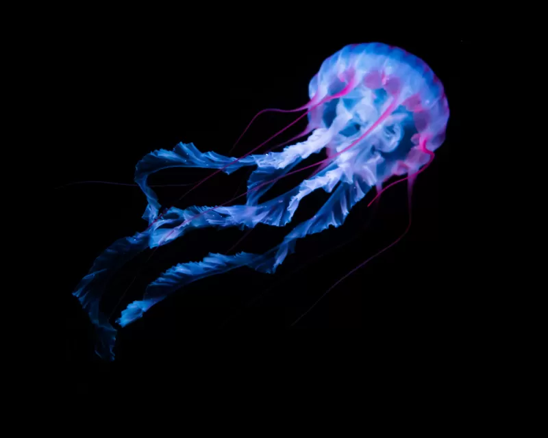Jellyfish, Aquarium, Black background, Glowing, White, AMOLED, Underwater