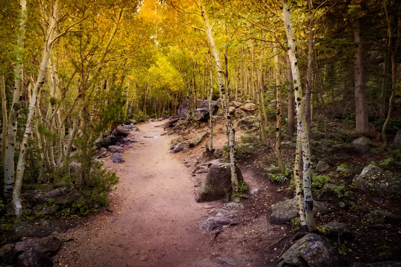 Aspen forest trail, Golden autumn, Rocky path, 5K wallpaper