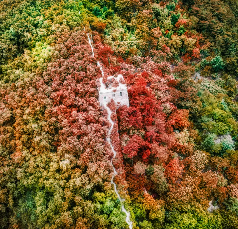 Great Wall of China, Aerial view, Red autumn forest, HD wallpaper