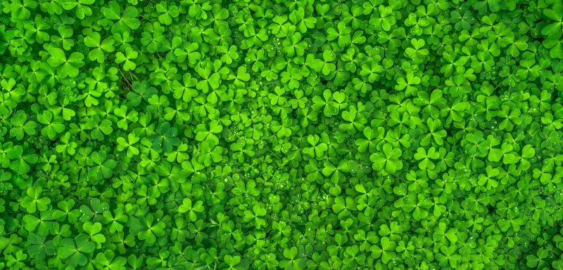 Saint Patrick's Day Leaves, Green background