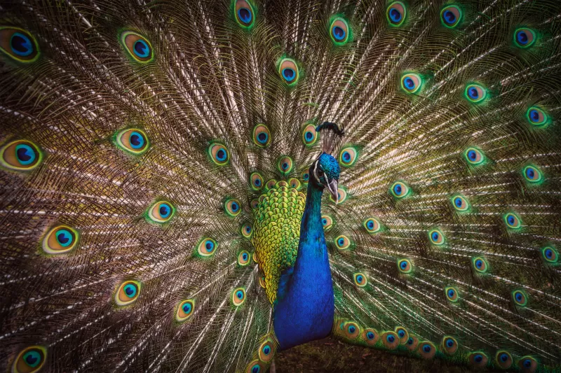 Blue Peacock, Green Feathers, Closeup, Bird, Colorful, 5K background