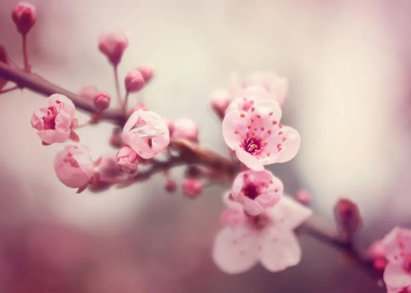 Cherry Blossom wallpaper