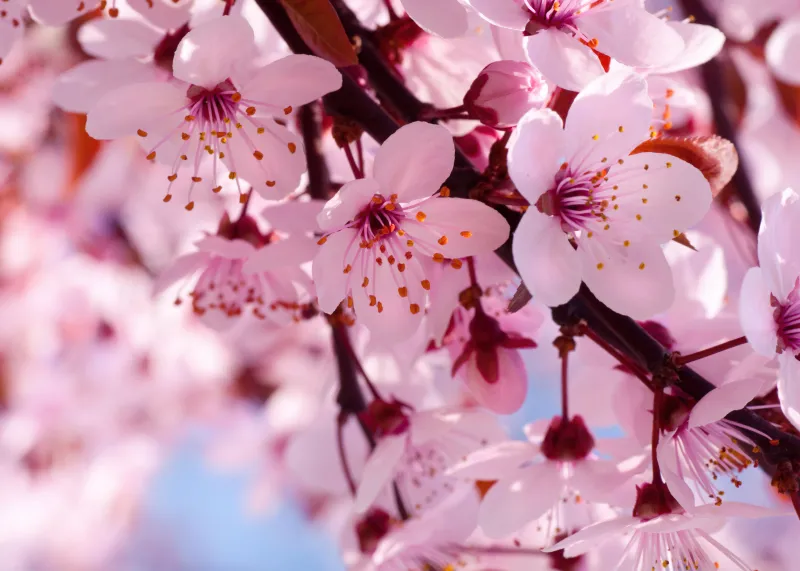 Sakura wallpaper, Cherry Blossom Trees