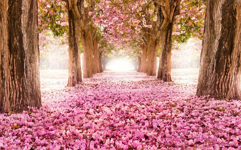 Sakura, Cherry Blossom Trees 4K wallpaper