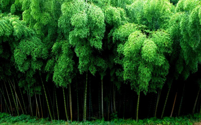 Green Bamboo Forest Wallpaper