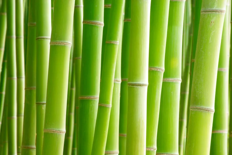 Bamboo Desktop Background