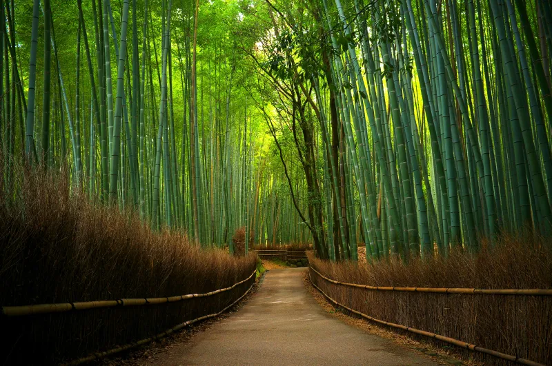 Bamboo Grove, Nature