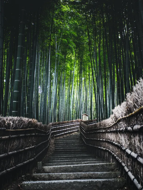 Bamboo Forest HD Background