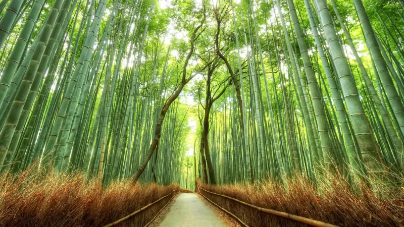 Bamboo Forest 4K Wallpaper