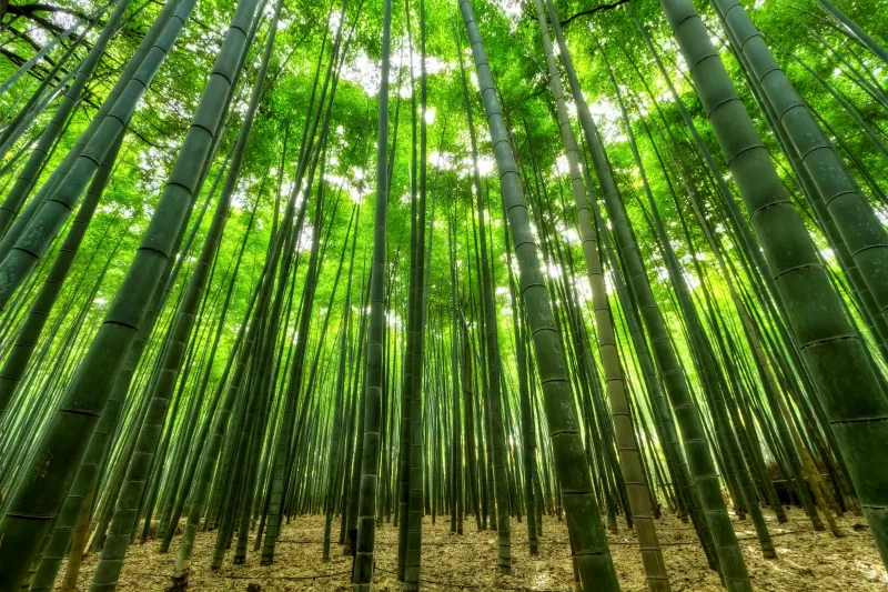 Bamboo Trees Wallpaper