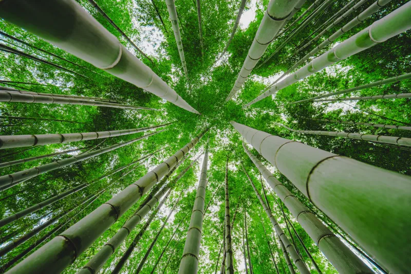 Skyview of Bamboo Forest Background
