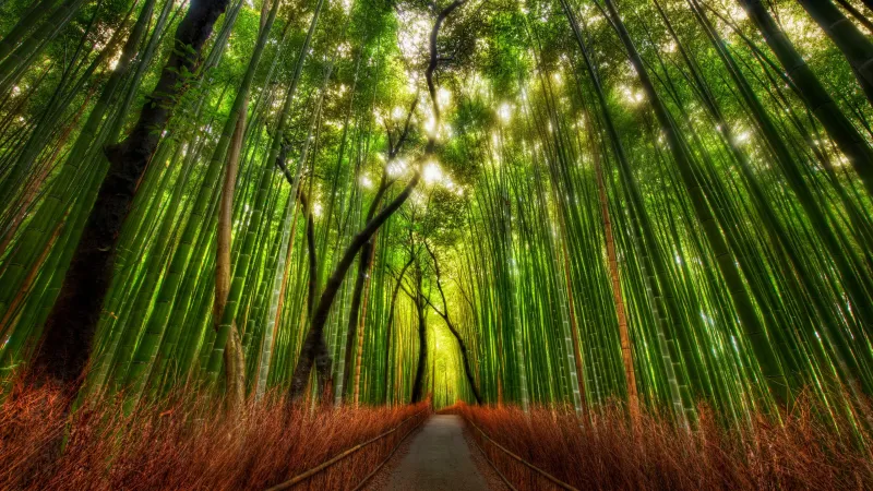 Bamboo Forest Landscape Wallpaper