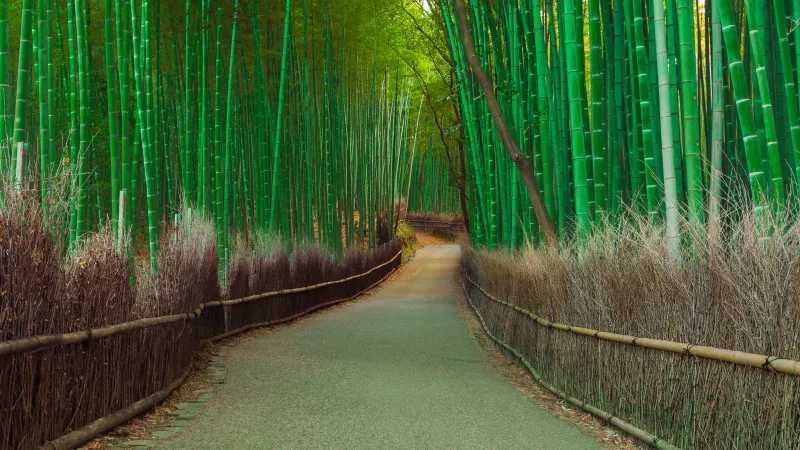 Bamboo Forest Wallpaper, Walkway