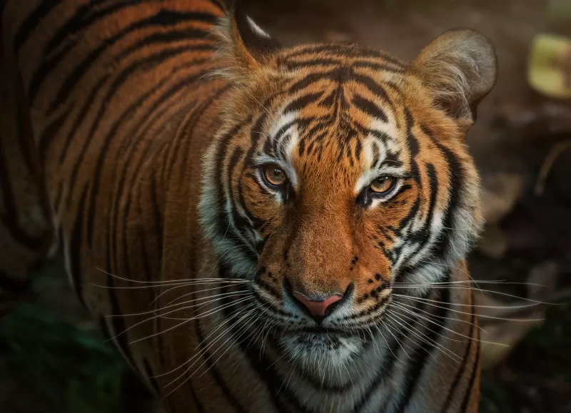 Bengal Tiger, Closeup, Big cat, Wild animals