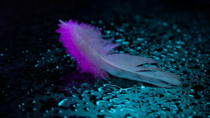 Feather, Wet Droplets, Neon light, 5K