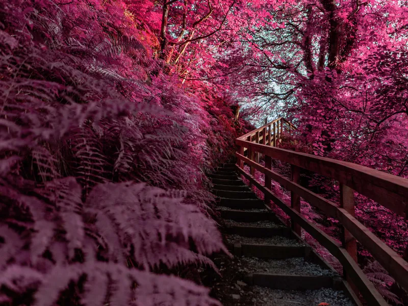 Wooden stairs, Pink aesthetic, Outdoor, Spring, Infrared Photography, 5K wallpaper