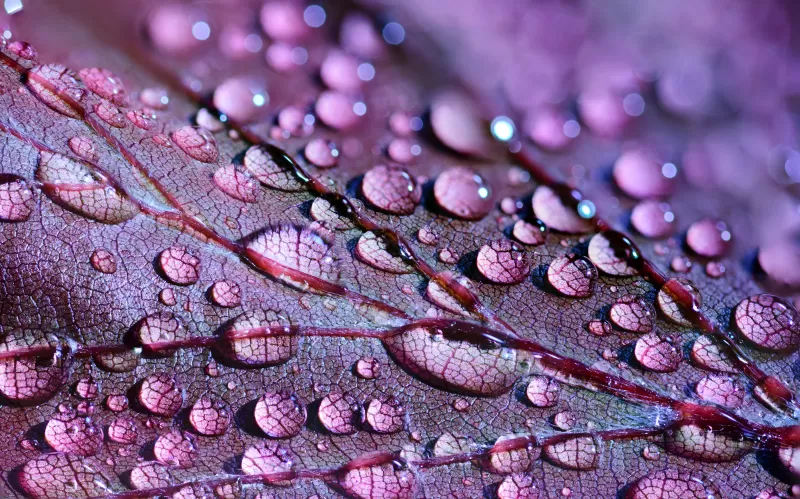 Purple leaf, Water droplets, Macro, 5K wallpaper