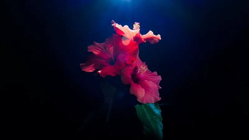Pink hibiscus flower wallpaper, Underwater light, Dark blue