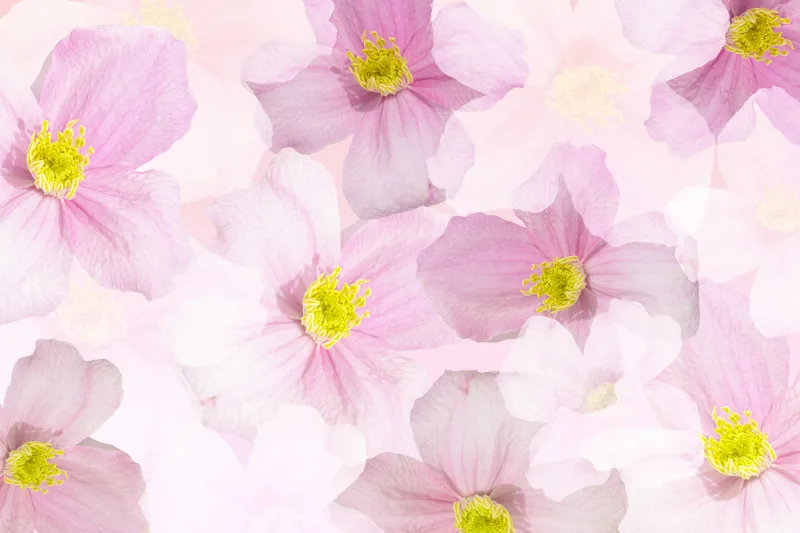 Pink blossoms wallpaper, Floral pattern, Pastel pink