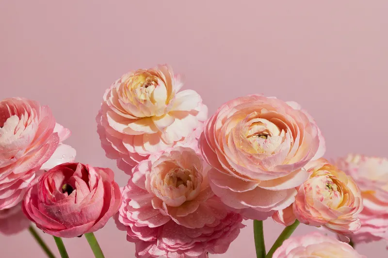 Ranunculus flowers, Pink aesthetic, Pink flowers, 5K wallpaper