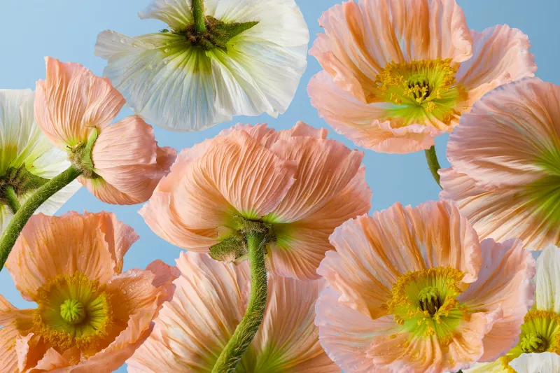 Iceland poppies, Peach petals, Blue sky, 5K wallpaper
