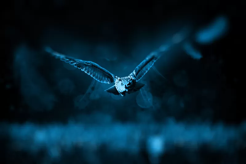 Owl, Dark background, Moonlight, Blue, Forest, Bokeh, Flying, 5K