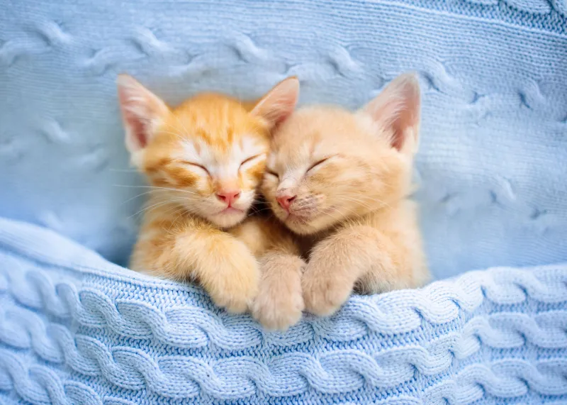 Cute sleeping Kittens, 4K wallpaper