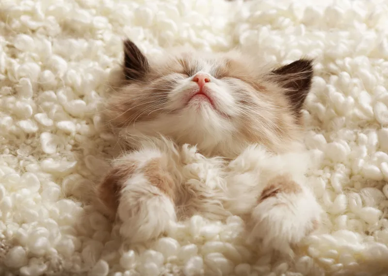 Sleeping Kitten, Desktop background 4K
