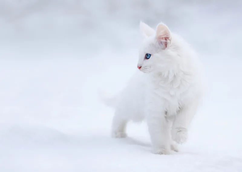 White Kitten wallpaper 4K