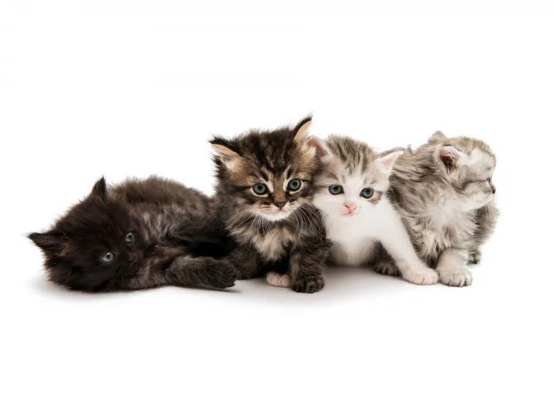 Kittens 4K wallpaper